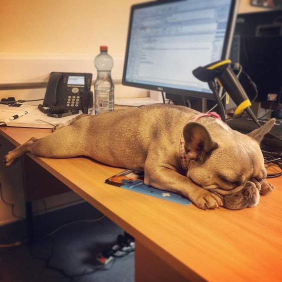 Woofland - Αστείες φωτογραφίες σκύλων στο γραφείο - Γουφαμάρες 5