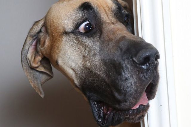 Woofland - Αστείες φωτογραφίες τρομαγμένων σκύλων - Γουφαμάρες 1