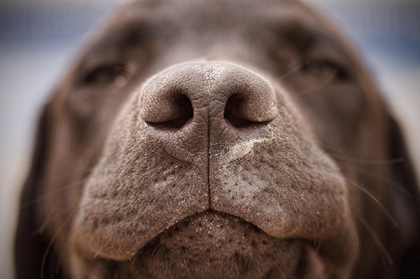 Woofland - Γιατί ο σκύλος μου έχει υγρή μύτη
