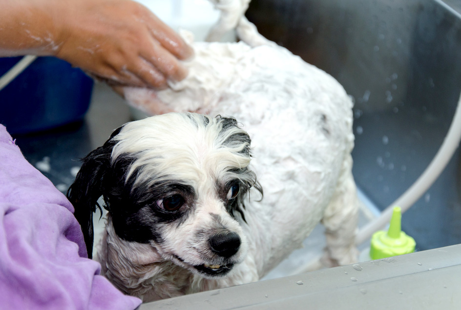 Woofland - Γιατί ο σκύλος μου μισεί το μπάνιο 2