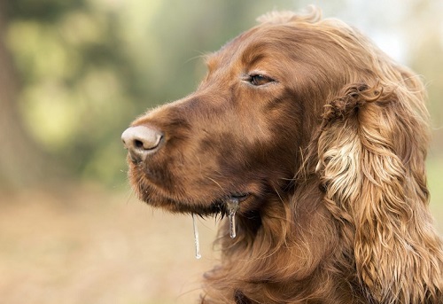 Woofland - Γιατί τρέχουν τα σάλια του σκύλου μου - Φροντίδα και υγεία σκύλων