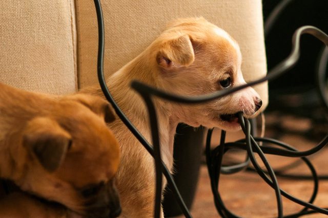 Woofland - Επικίνδυνα παιχνίδια για το σκύλο μου - Φροντίδα και υγεία σκύλου