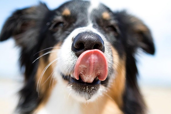 Woofland - Ξηρή μύτη σκύλου ανησυχούμε ή όχι - Επιστήμη και ενημέρωση 1