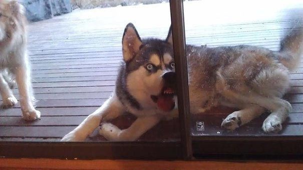 Woofland - Ο σκύλος μου θέλει να μπει μέσα στο σπίτι - Γουφαμάρες - Αστείες φωτογραφίες σκύλων 2