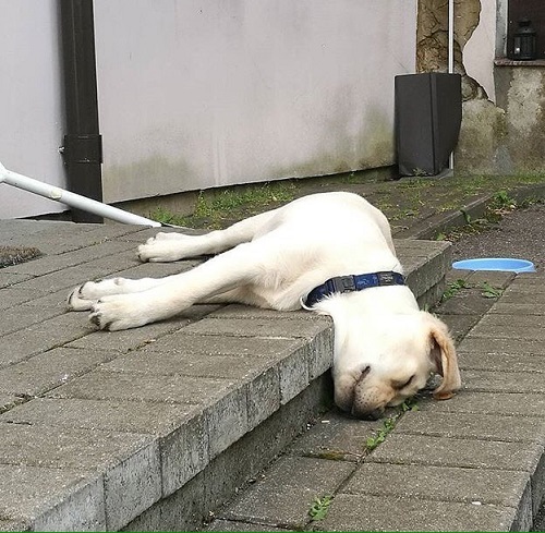 Woofland - Ο σκύλος μου κοιμάται - Αστείες φωτογραφίες σκύλων - Γουφαμάρες 4