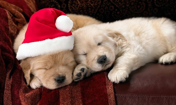 Woofland - Πως να περάσουμε τα Χριστούγεννα με το σκύλο μας - ΄Ανθρωπος και σκύλος
