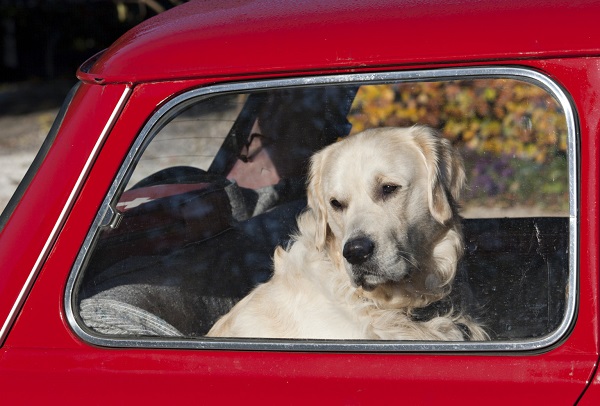 Woofland - Σκύλος αυτοκίνητο και συμβουλές για ταξίδια - Φροντίδα και υγεία σκύλων