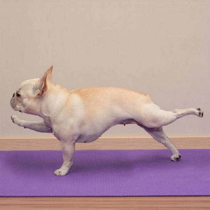 Woofland - Σκύλος και άσκηση - Αστείες φωτογραφίες σκύλων - Γουφαμάρες 1