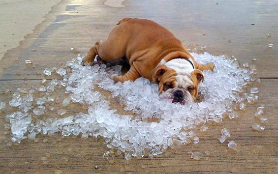 Woofland - Σκύλος καλοκαίρι και ζέστη Πως να τον βοηθήσω - Φροντίδα και υγεία σκύλων