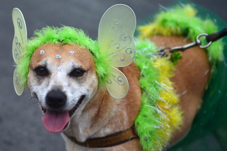 Woofland - Σκύλος με στολή - Αστείες φωτογραφίες σκύλων 2- 6