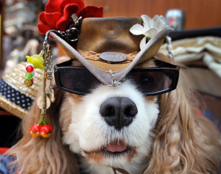 Woofland - Σκύλος με στολή - Αστείες φωτογραφίες σκύλων 2-7