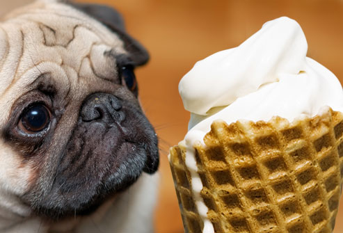 Woofland - Συνταγές παγωτού για το σκύλο μου - Άνθρωπος και σκύλος