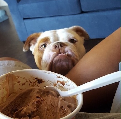 Woofland - Τι κάνει ο σκύλος μου όταν τρώω - Γουφαμάρες - Αστείες φωτογραφίες σκύλων 1