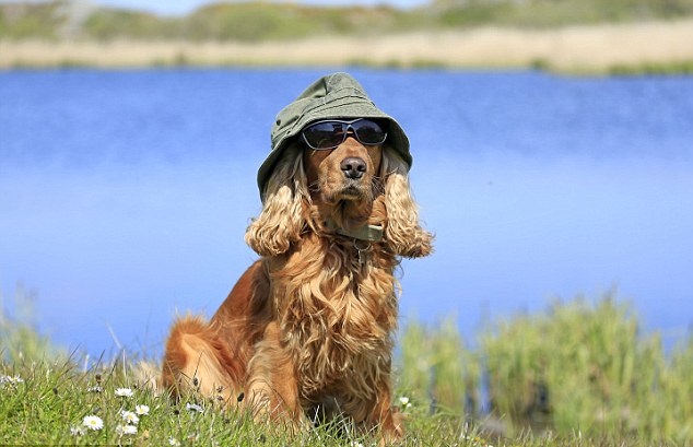 Woofland - Το κοκερ έμαθε για τη σκύλο συμμορία του Γκαστόν - Ιστορίες για σκύλους 91