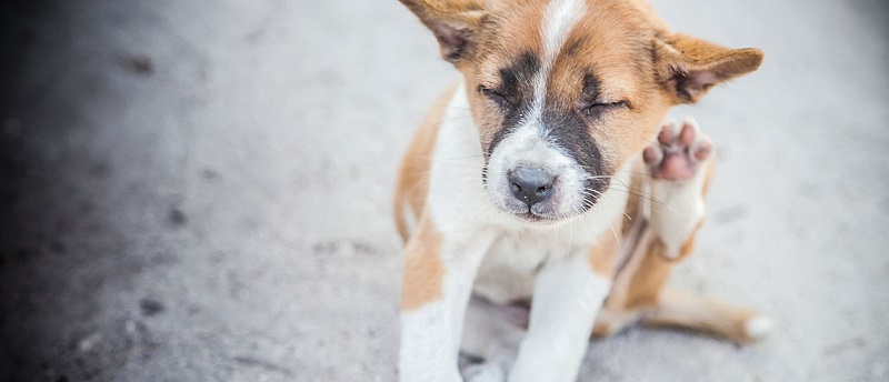 Woofland - 3 τρόποι να ελέγξω το σκύλο για ψύλλους - Φροντίδα και υγεία