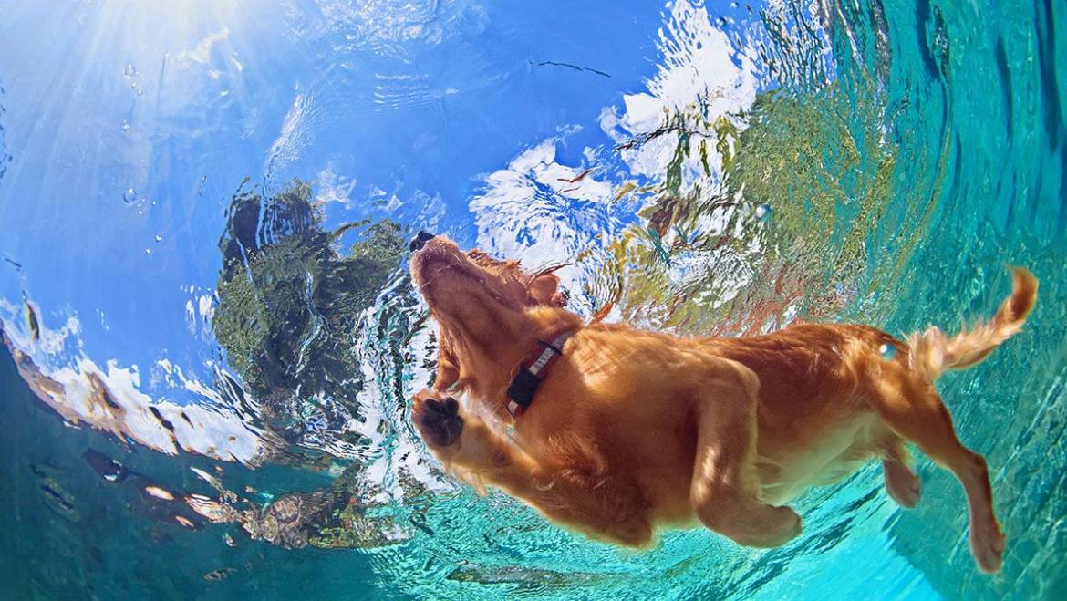 5 Tips για να αγαπήσει ο σκύλος μου το κολύμπι – Woofland