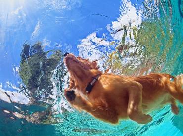 5 Tips για να αγαπήσει ο σκύλος μου το κολύμπι – Woofland
