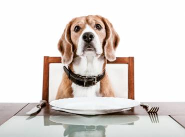 5 tips για να αλλάξω την διατροφή του σκύλου μου