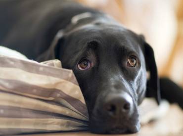 Woofland – 5 πράγματα που κάνουμε και ενοχλούν το σκύλο μας