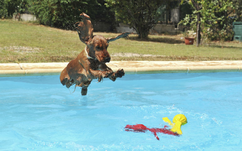 Woofland - 9 tips για να κολυμπήσει  ο σκύλος μου με ασφάλεια - Άνθρωπος και σκύλος