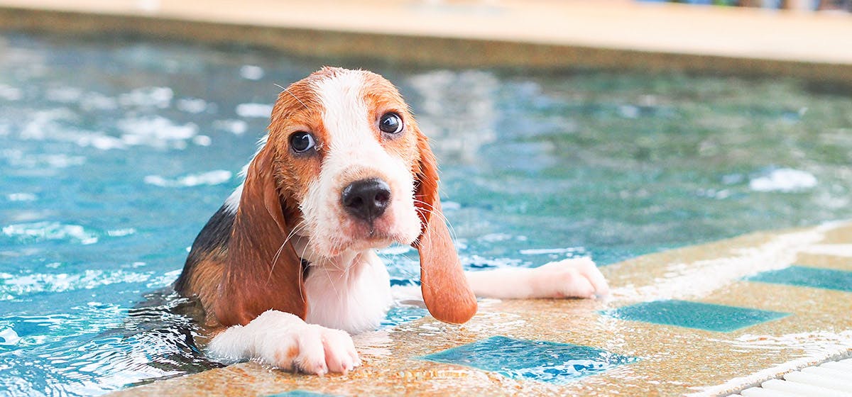 9 tips για να κολυμπήσει ο σκύλος μας με ασφάλεια – Woofland