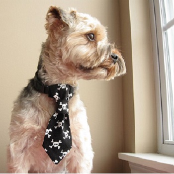 Woofland - DIY Αποκριάτικες στολές για σκύλους Άνθρωπος και σκύλος 