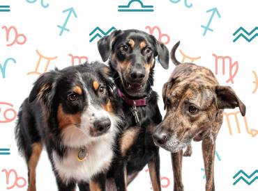 Σκύλος και ζώδια – Woofland