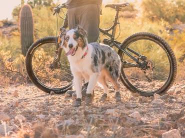 4 tips για να κάνω ποδήλατο με το σκύλο μου – Woofland