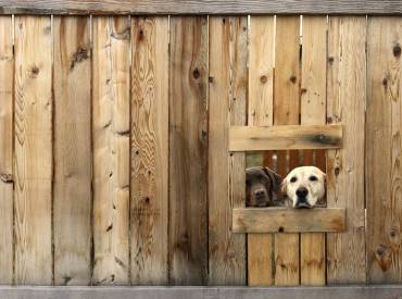 Έχεις γίνει η σκιά μου Αστείες φωτογραφίες σκύλων – Woofland