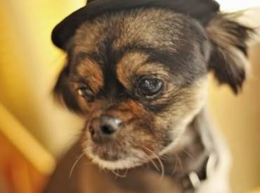 Αστείες φωτογραφίες σκύλων με καπέλα Γουφαμάρες – Woofland