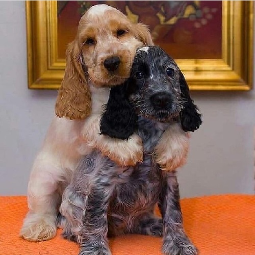 Αστείες φωτογραφίες σκύλων που αγκαλιάζονται 2 – Γουφαμάρες