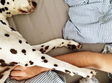 Αστείες φωτογραφίες σκύλων που κοιμούνται μαζί μας Woofland