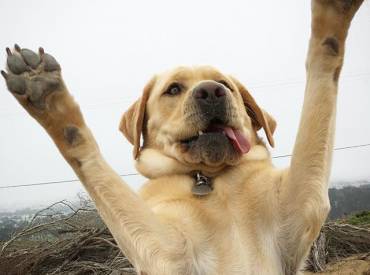 Woofland Αστείες φωτογραφίες σκύλων που περιμένουν λιχουδιά