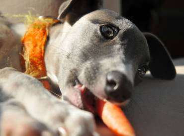 Αστείες φωτογραφίες σκύλων που τρώνε καρότα – Γουφαμάρες