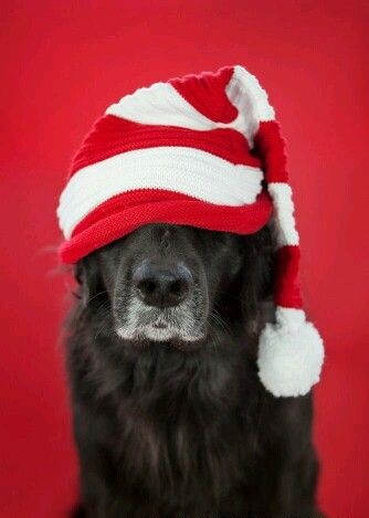 Αστείες φωτογραφίες σκύλων που φορούν Χριστουγεννιάτικα