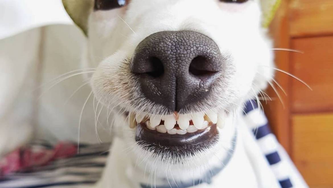 Αστείες φωτογραφίες σκύλων που χαμογελούν – Γουφαμάρες