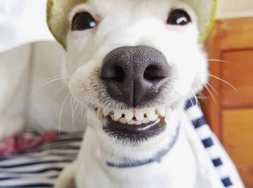 Αστείες φωτογραφίες σκύλων που χαμογελούν – Γουφαμάρες