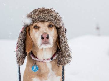 Αστείες φωτογραφίες σκύλων στο χιόνι – Γουφαμάρες