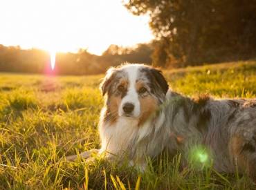 Αστείες φωτογραφίες σκύλων στον ήλιο – Γουφαμάρες