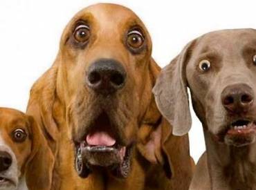 Αστείες φωτογραφίες τρομαγμένων σκύλων – Γουφαμάρες