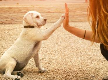 Βίντεο: Πότε τελειώνει η εκπαίδευση του σκύλου μου Woofland