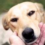 Woofland - Βίντεο: Chin rest Ασκήσεις χειρισμού σκύλων - Συμπεριφορισμός και εκπαιδευση σκύλων