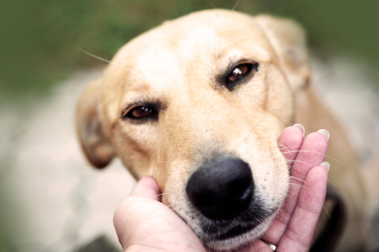 Βίντεο: Chin rest  Ασκήσεις χειρισμού σκύλων – Woofland