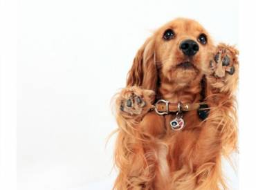 Βίντεο: Εκπαιδεύοντας το σκύλο μου στην εντολή «beg»