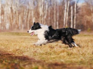 Βίντεο: Εκπαιδεύοντας το σκύλο μου στην εντολή «έλα»