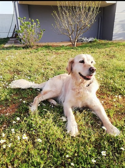 Βίντεο: Ξέρει ο σκύλος σας το όνομα του – Woofland
