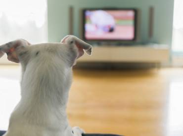 Woofland – Βλέπει ο σκύλος μου τηλεόραση; Επιστήμη Ενημέρωση