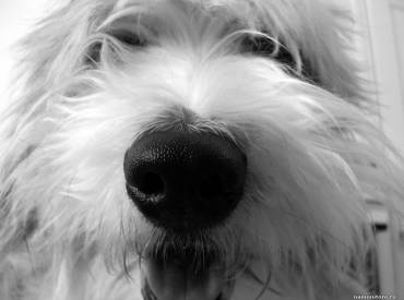 Γιατί ο σκύλος μου έχει υγρή μύτη – Woofland