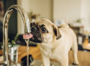 Γιατί ο σκύλος μου δεν πίνει νερό – Woofland