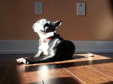 Γιατί ο σκύλος μου κάθεται στον ήλιο – Woofland